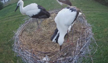 Obraz podglądu z kamery internetowej storks Wegleszyn